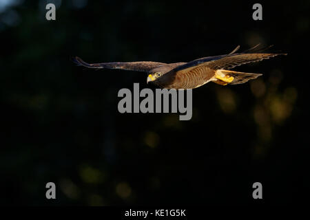 Roadside Hawk (Buteo magnirostris) flying in the Pantanal region of Brazil. Stock Photo