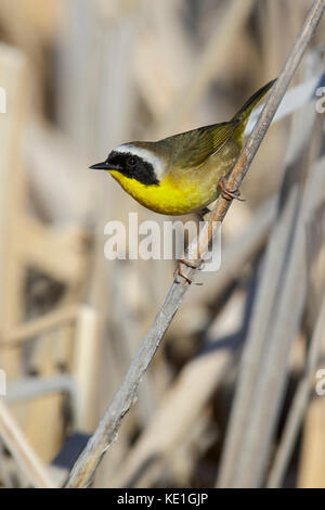 Common Yellowthroat (Geothlypis trichas) perched on a branch in Alberta, Canada. Stock Photo