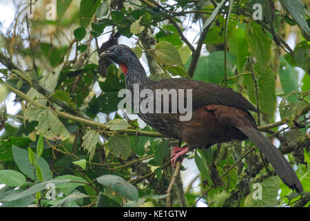 Andean Guan (Penelope montagnii) perched on a branch in the Andes Mountains of Colombia. Stock Photo