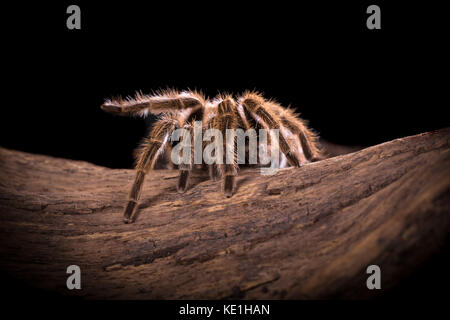 Chilean Rose Tarantula large backlit spider with lots of hairy detail Stock Photo