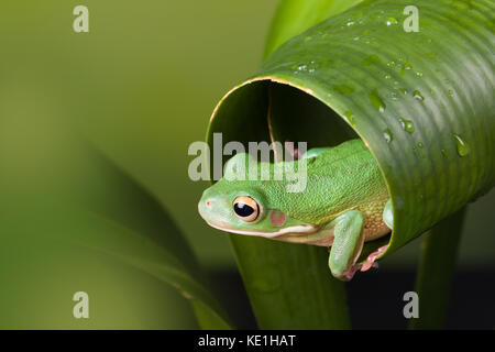 White Lipped tree frog peeking out of a curled leaf