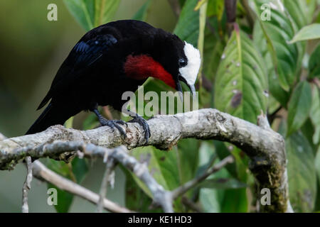 White-capped Tanager (Sericossypha albocristata) perched on a branch in the Andes Mountains of Colombia. Stock Photo