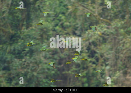 Yellow-eared Parrot (Ognorhynchus icterotis) flying in the Andes Mountains of Colombia. Stock Photo