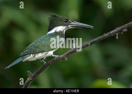 Amazon Kingfisher (Chloroceryle amazona) perched on a branch in the grasslands of Guyana. Stock Photo