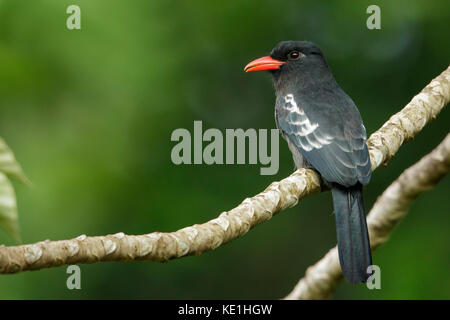 Black Nunbird (Monasa atra) perched on a branch in the rainforest of Guyana. Stock Photo