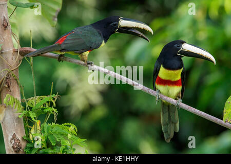 Black-necked Aracari (Pteroglossus aracari) perched on a branch in the rainforest of Guyana. Stock Photo