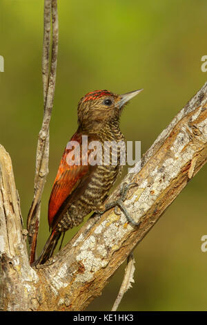 Blood-colored Woodpecker (Veniliornis sanguineus) perched on a branch in Guyana. Stock Photo