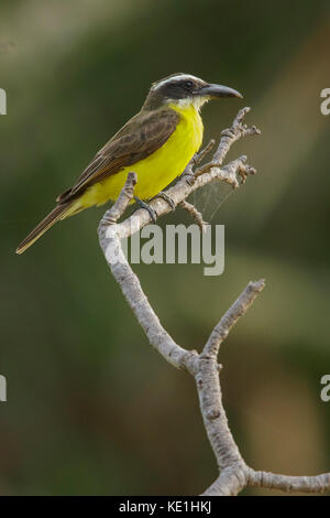 Boat-billed Flycatcher (Megarynchus pitangua) perched on a branch in the grasslands of Guyana. Stock Photo