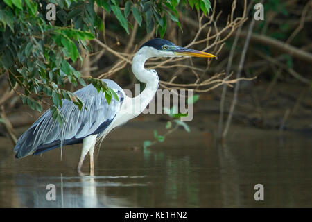 Cocoi Heron (Ardea cocoi) feeding along a stream in the grasslands of Guyana. Stock Photo