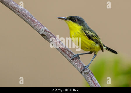 Common Tody-Flycatcher (Todirostrum cinereum) perched on a branch in the rainforest of Guyana. Stock Photo