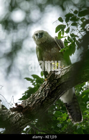 Harpy Eagle (Harpia harpyja) perched on a branch in the rainforest of Guyana. Stock Photo