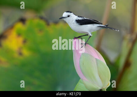 Pied Water-Tyrant (Fluvicola pica) perched on a branch in the rainforest of Guyana. Stock Photo