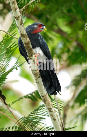 Red-throated Caracara (Ibycter americanus) perched on a branch in the rainforest of Guyana. Stock Photo