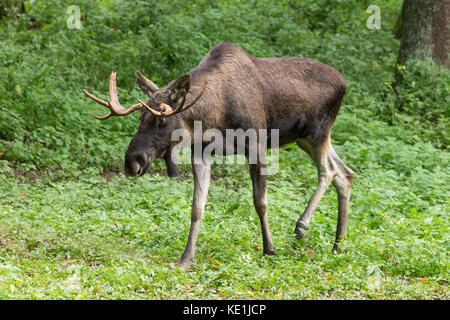 young elk in the forest Stock Photo