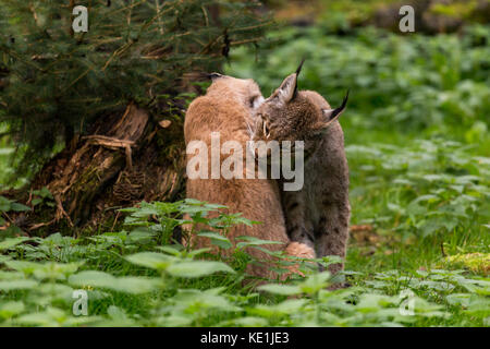 pair of young lynxes in the forest Stock Photo