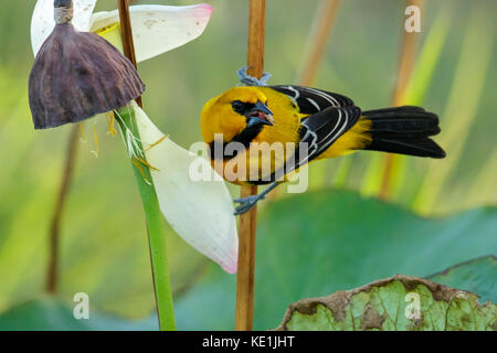 Yellow Oriole (Icterus nigrogularis) perched on a branch in the grasslands of Guyana. Stock Photo