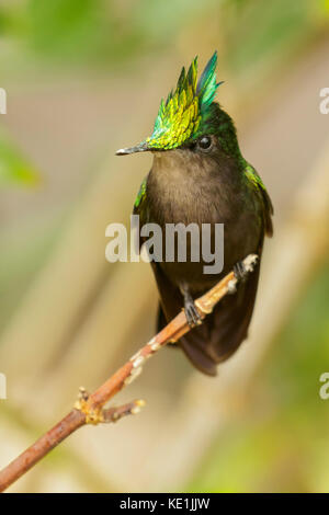 Antillean crested hummingbird (Orthorhyncus cristatus) perched on a branch on the Caribbean Island of Martinique. Stock Photo