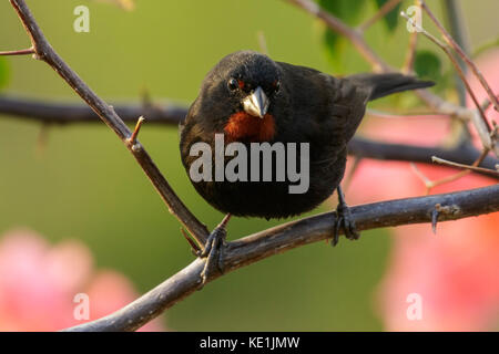 Lesser Antillean bullfinch (Loxigilla noctis) perched on a branch on the Caribbean Island of Martinique. Stock Photo