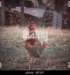 Chickens on a farm Stock Photo