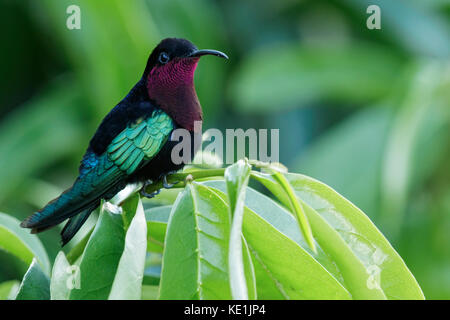 Purple-throated Carib (Eulampis jugularis) perched on a branch on the Caribbean Island of Martinique. Stock Photo