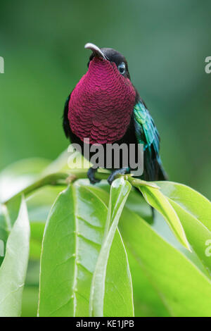 Purple-throated Carib (Eulampis jugularis) perched on a branch on the Caribbean Island of Martinique. Stock Photo