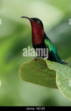 Purple-throated Carib (Eulampis jugularis) perched on a branch on the Caribbean Island of Martinique. Stock Photo