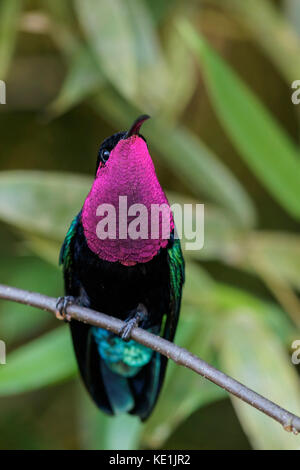 Purple-throated Carib (Eulampis jugularis) perched on a branch on the Caribbean Island of Martinique. Stock Photo