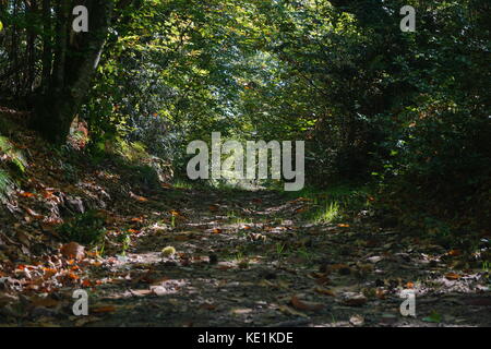 Lush foliage shades a footpath in the forest, Mortemart, Haute-Vienne, Limousin, France Stock Photo