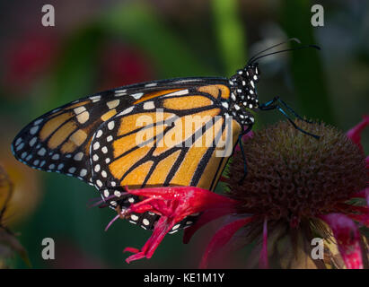 monarch butterfly on a dew covered red monarda flower in the early morning light Ontario, Canada Stock Photo