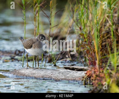 Spotted Sandpiper, Actitis macularia, walking on log Ontario, Canada
