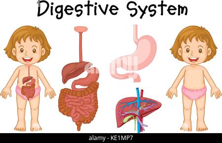 Girl and digestive system diagram illustration Stock Vector