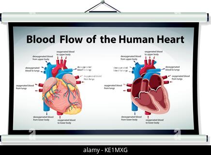 Diagram showing blood flow in human heart illustration Stock Vector