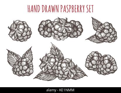 Hand drawn raspberry vector illustration. Farm berry eco food for health in retro sketch style isolated on white background Stock Vector