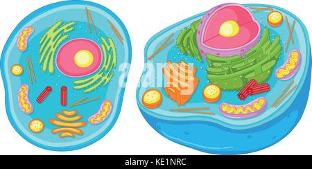 Close up diagram of animal cell illustration Stock Vector Art ...