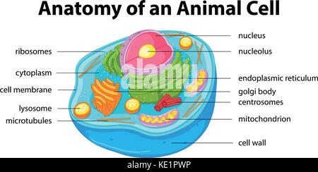 Cell nucleus anatomy diagram illustration Stock Vector Image & Art - Alamy