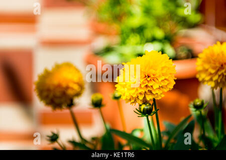 Dandelion on the stairs in a bright sunlight Stock Photo