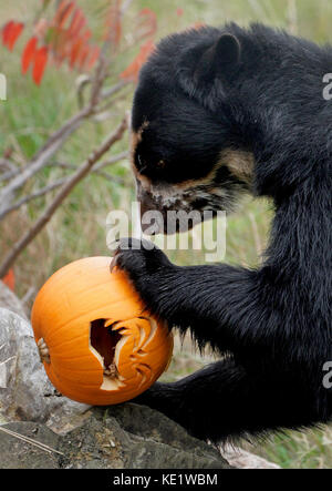 A spectacled bear at Port Lympne Reserve near Ashford, Kent, enjoys some enrichment with halloween pumpkins filled with treats. Stock Photo