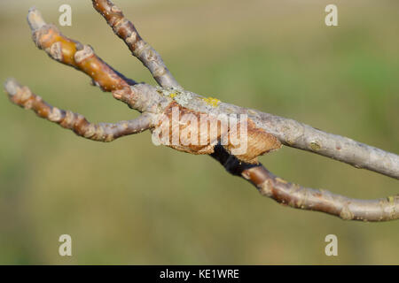 Ootheca mantis on the branches of a tree. The eggs of the insect laid in the cocoon for the winter are laid. Stock Photo