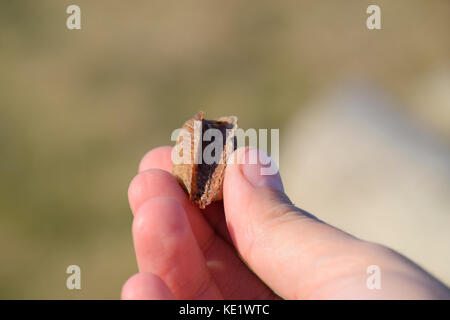 Pile of mantis in the human hand. Inspection ootheca. The eggs of the insect laid in the cocoon for the winter are laid. Stock Photo