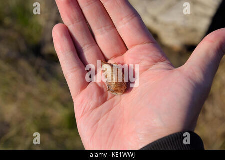Pile of mantis in the human hand. Inspection ootheca. The eggs of the insect laid in the cocoon for the winter are laid. Stock Photo