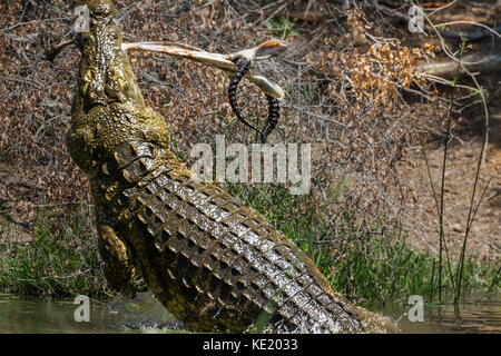 Nile crocodile in Kruger national park, South Africa ; Specie Crocodylus niloticus family of Crocodylidae Stock Photo