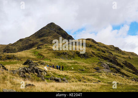 Hikers hiking on path up south west ridge to Cnicht mountain peak in Snowdonia National Park from Croesor, Gwynedd, North Wales, UK, Britain Stock Photo
