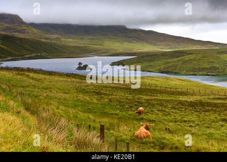 A Highland cow grazing in the Scottish Highlands of the Isle of Skye. Stock Photo