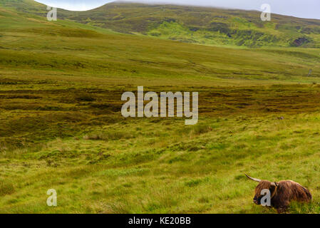 A Highland cow grazing in the Scottish Highlands of the Isle of Skye. Stock Photo