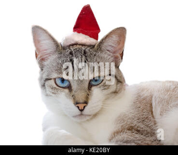 Beautiful sleepy cat, with grey, black and white fur, isolated on white background, wearing a small christmas red hat, eyes closed Stock Photo