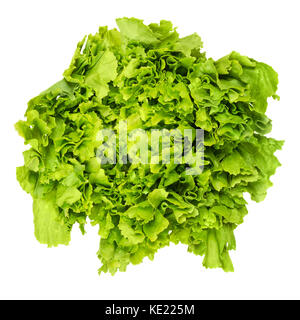 Escarole endive from above over white. Leaf vegetable and lettuce with broad, bitter leaves. Cichorium endivia var latifolia. Green salad head. Stock Photo