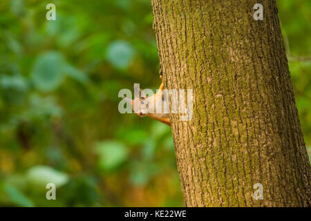 Curious red squirrel peeking behind the tree trunk Stock Photo