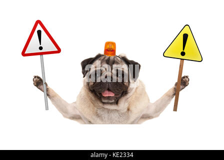 smiling pug dog holding up stop sign and yellow  exclamation mark sign, with orange flashing light on head, isolated on white background Stock Photo