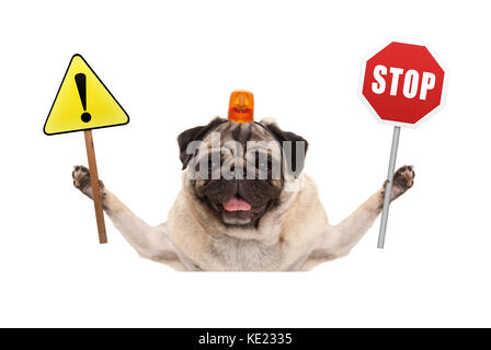 smiling pug dog holding up red stop sign  and yellow exclamation mark sign, with orange flashing light on head, isolated on white background Stock Photo