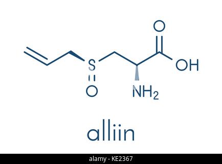 Alliin garlic molecule. Skeletal formula. Stock Vector